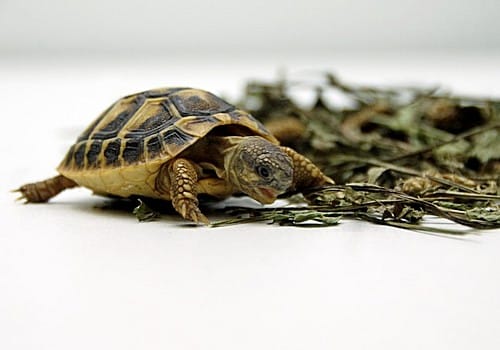 Griechische Landschildkröte Ostrasse