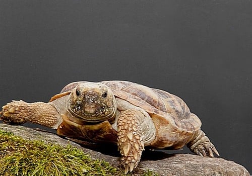 Spaltenschildkröte