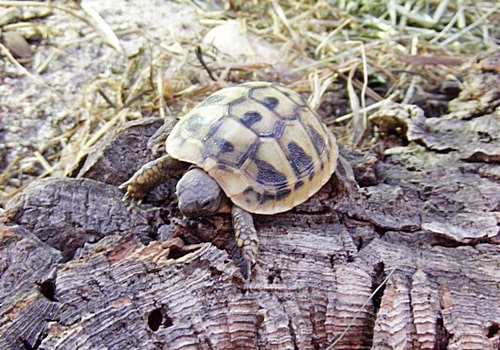 Grichische Landschildkröte