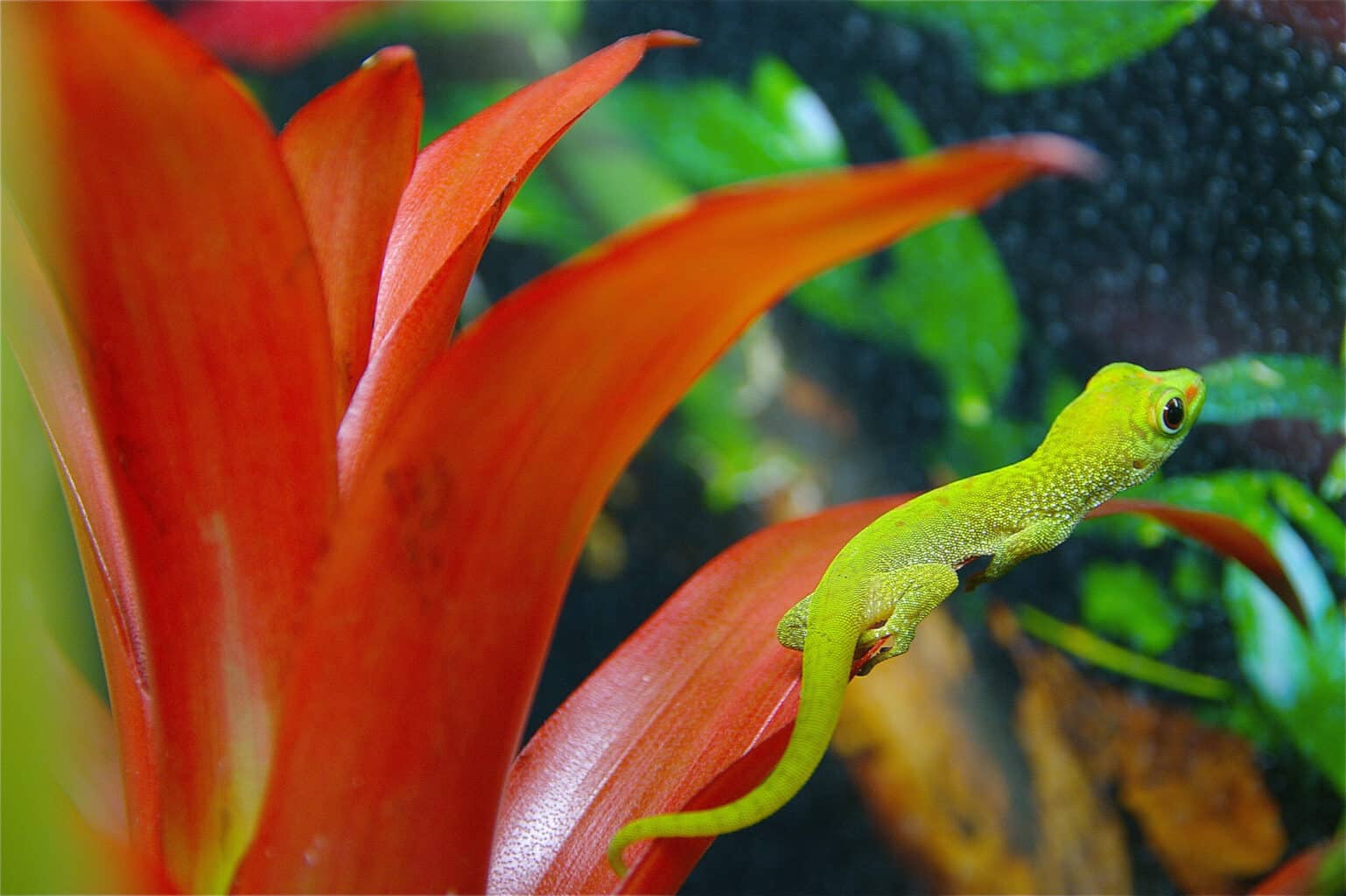 Phelsuma