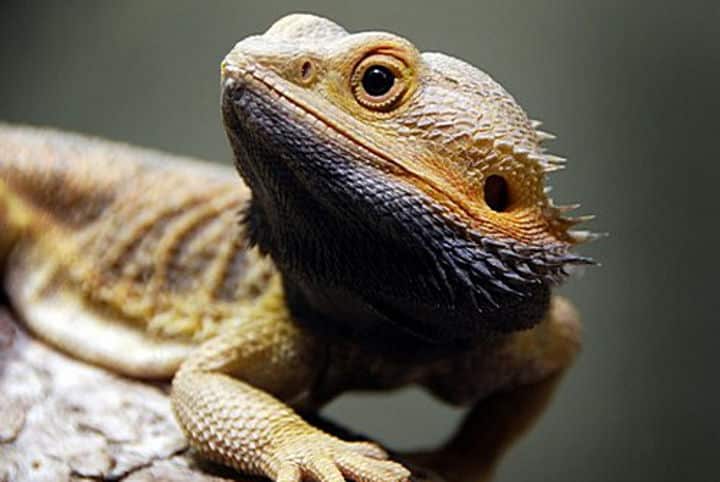 Bartagame