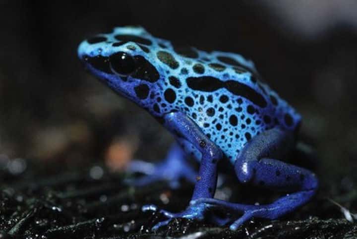 Dendrobates_azureus